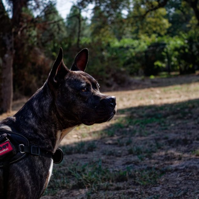 Xena - Chien Bouledogue Américain à adopter