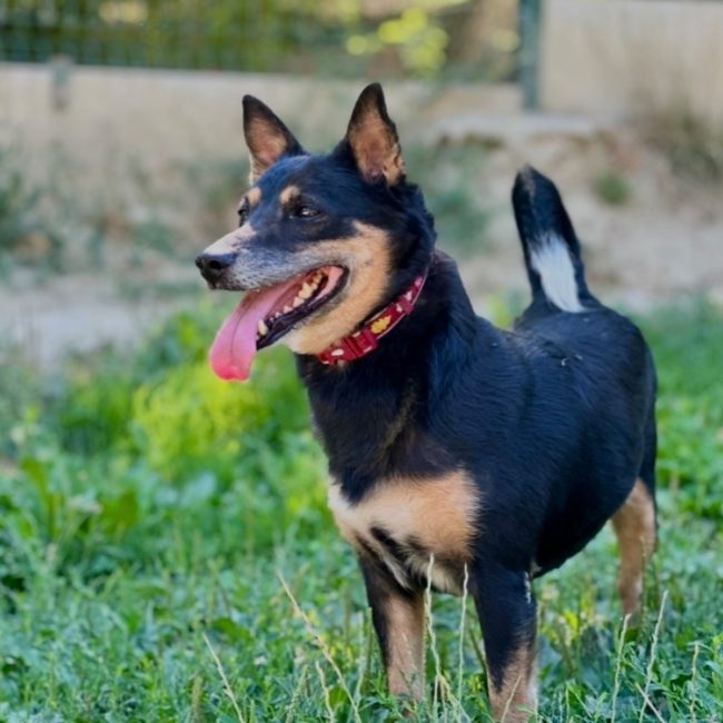 Pita - Chien à adopter