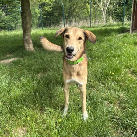 Pollux - Chien à adopter