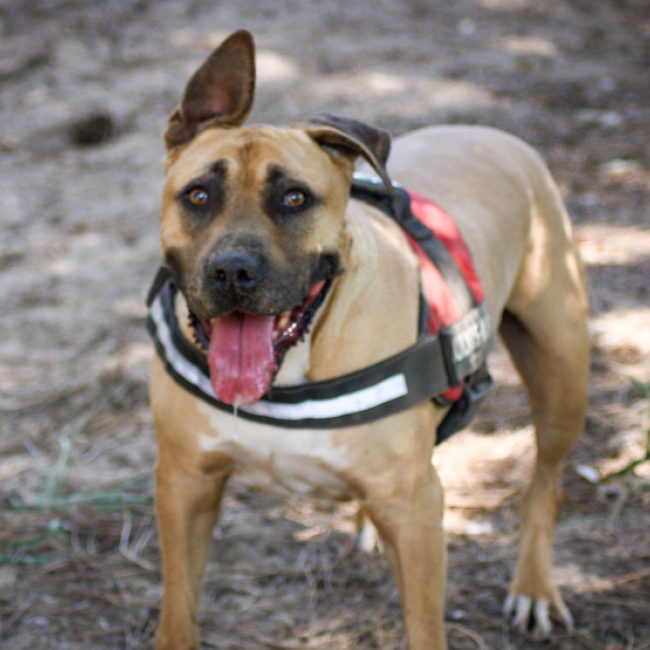 Mars - Chien Bouledogue Américain à adopter