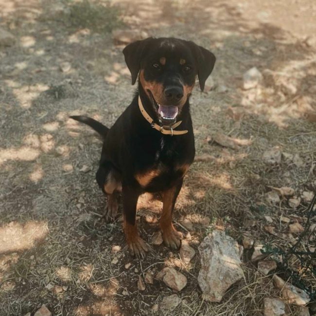 Lasco - Chien à adopter