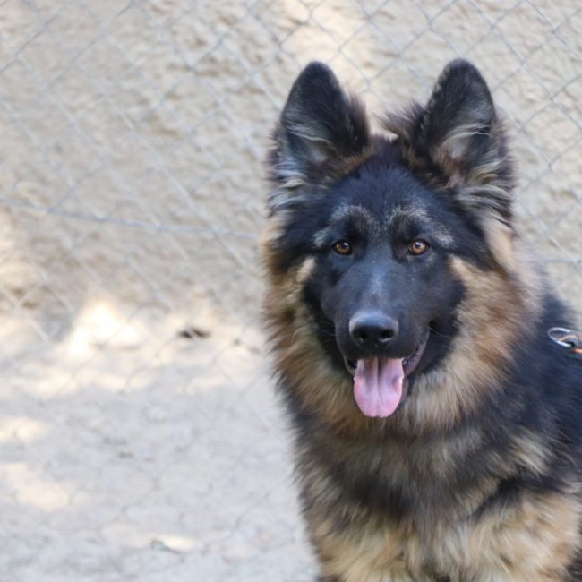 Abou - Chien Berger Allemand à adopter