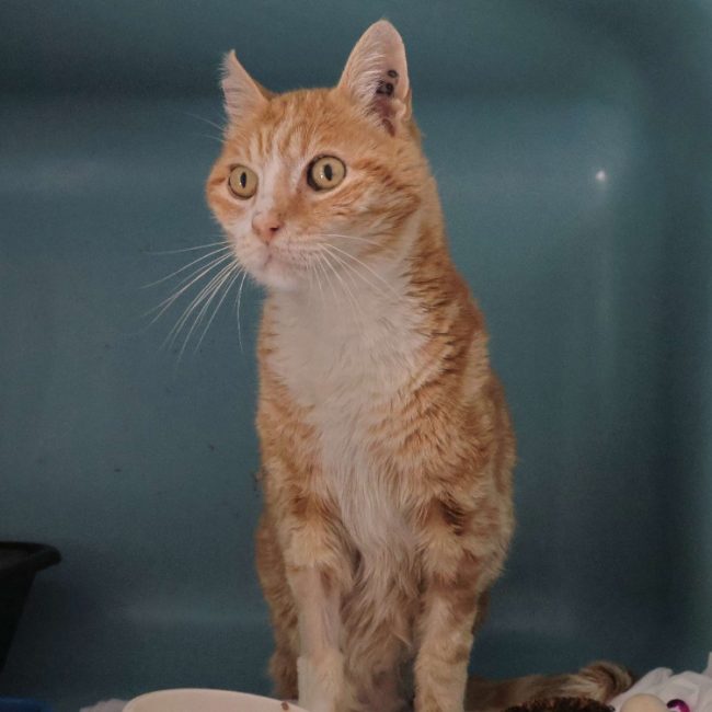 Khéops réservé - Chat Européen à adopter