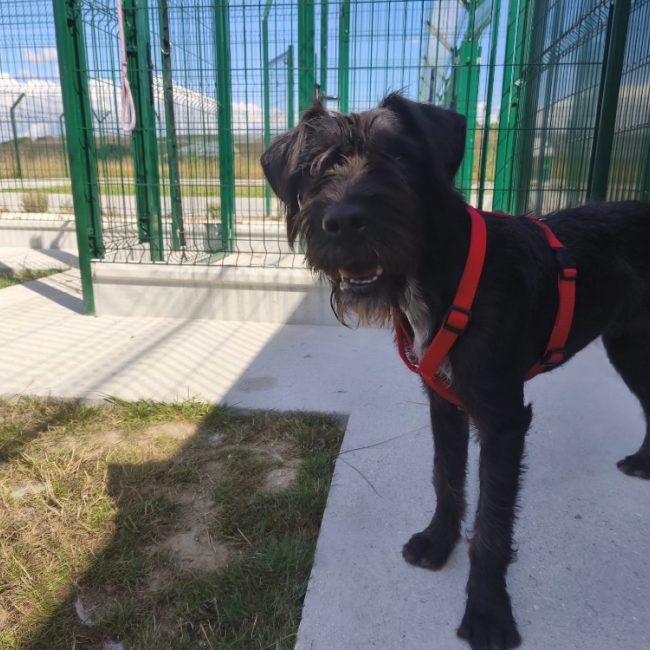 Abby - Chien Briquet Griffon Vendéen à adopter