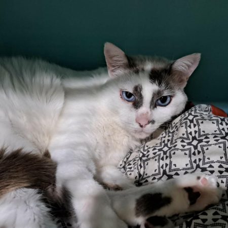 Calisson - Chat Européen à adopter