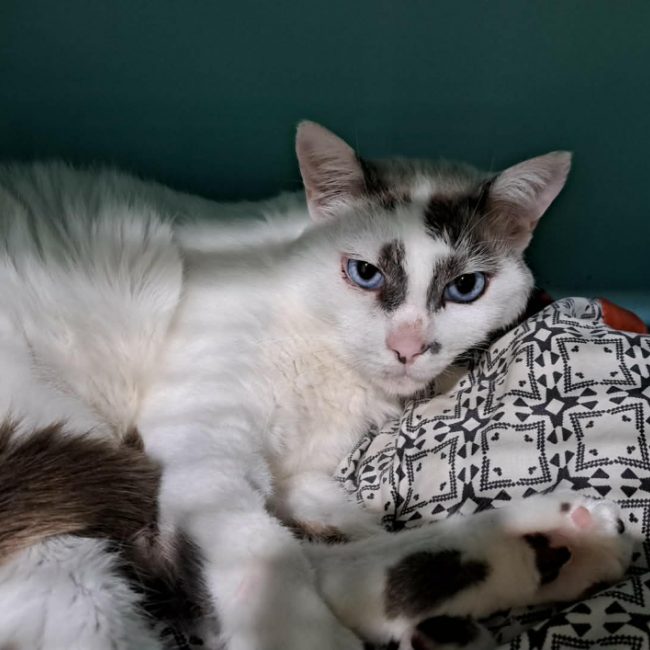 Calisson - Chat Européen à adopter