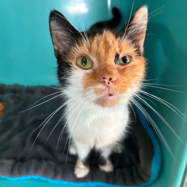 Lulubel - Chat Européen à adopter