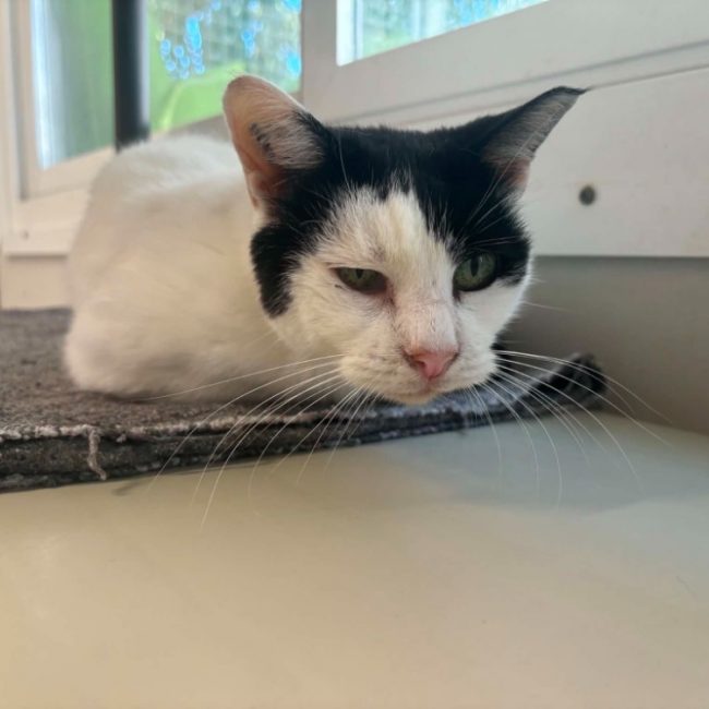 Poupette - Chat Européen à adopter