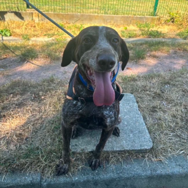 Poly - Chien Braque allemand à poil court à adopter