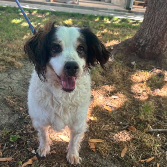 Judy - Chien Epagneul Breton à adopter