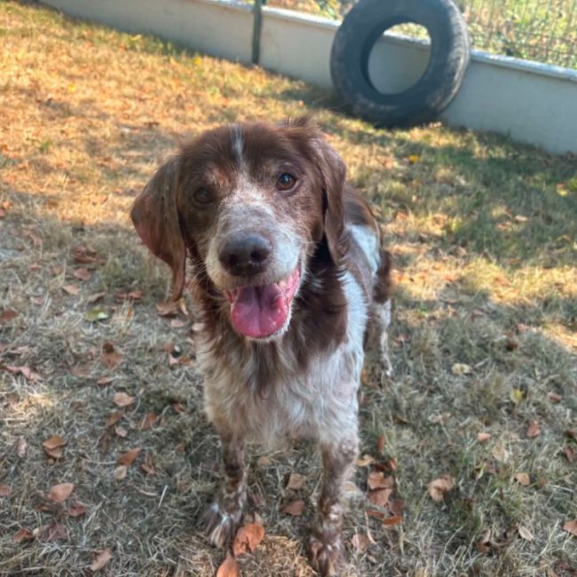Isis - Chien Epagneul Breton à adopter