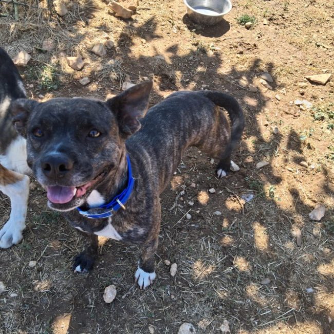 Nala - Chien Bouledogue Américain à adopter