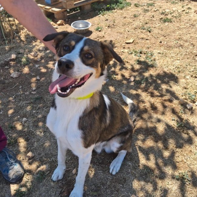 Simba - Chien Berger à adopter