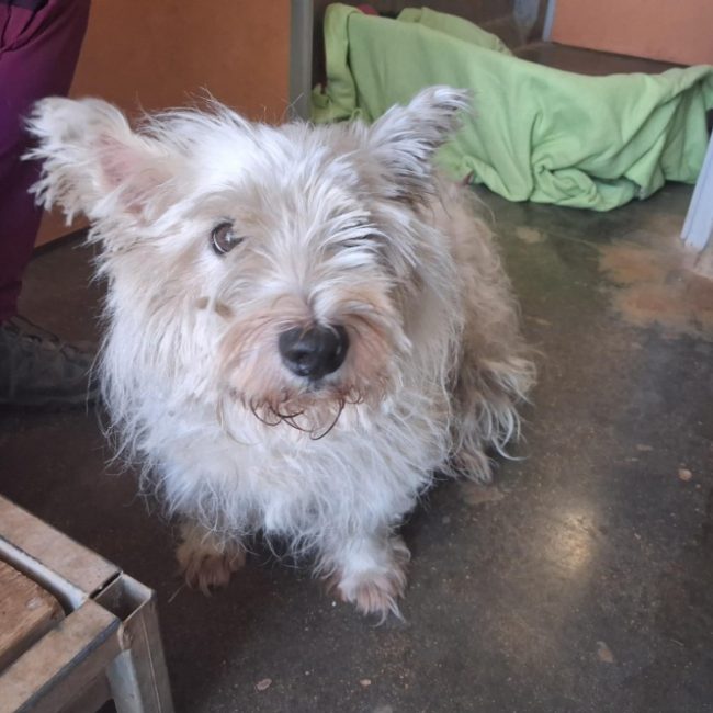 N'zo - Chien West Highland White Terrier à adopter