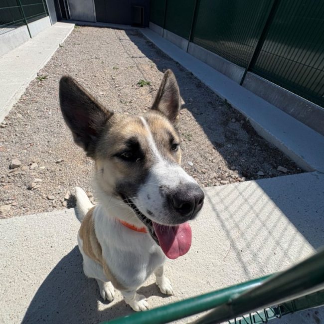 Athena - Chien à adopter