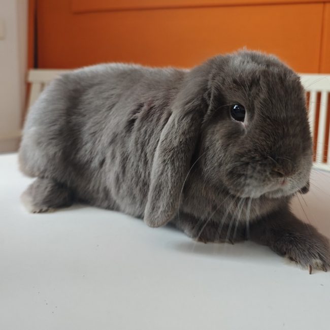 Bobby - Rongeur Lapin à adopter