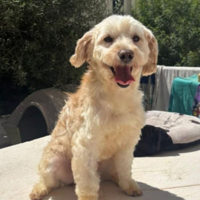 PIKA - Chien à adopter