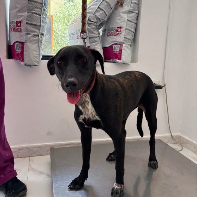 LISA - Chien à adopter