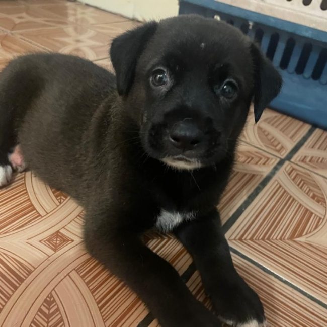 Tok - Chien à adopter
