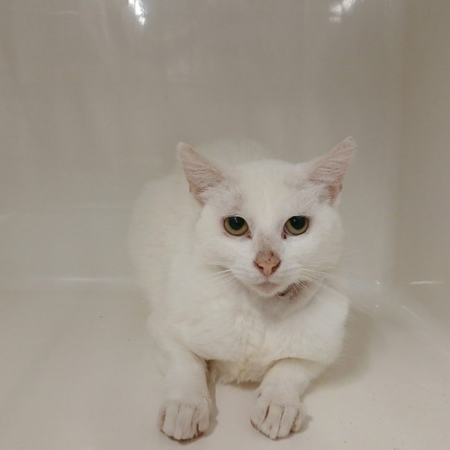 Halie - Chat Européen à adopter