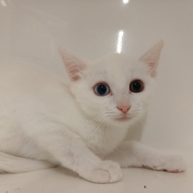 Craig - Chat Européen à adopter