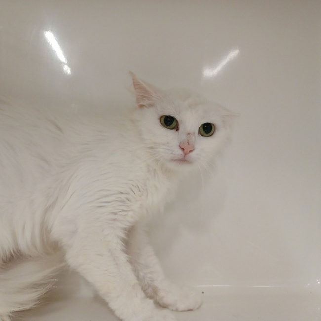 Lois - Chat Européen à adopter