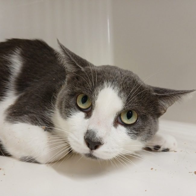 Jim - Chat Européen à adopter