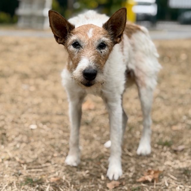 Milie - Chien à adopter