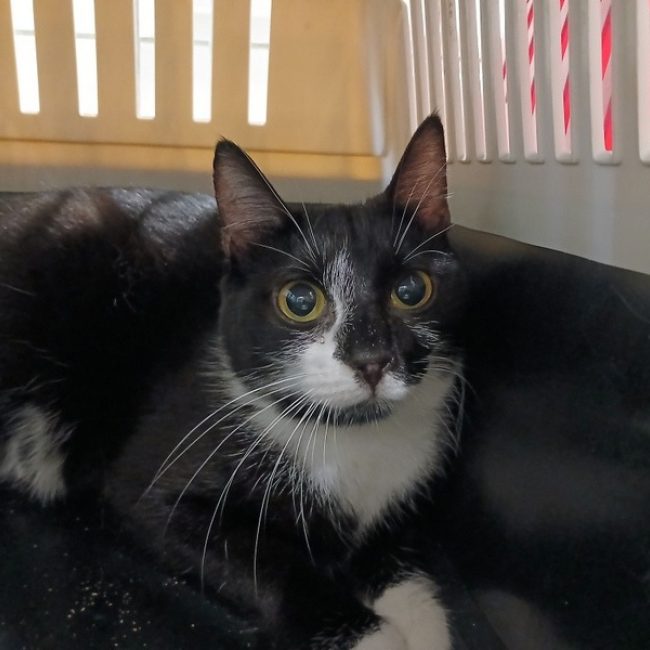 Haumea - Chat Européen à adopter
