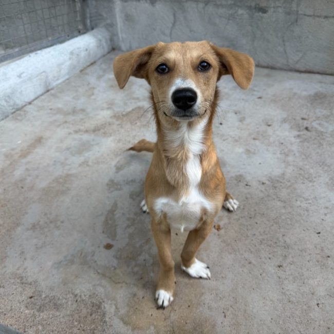 Emil - Chien à adopter