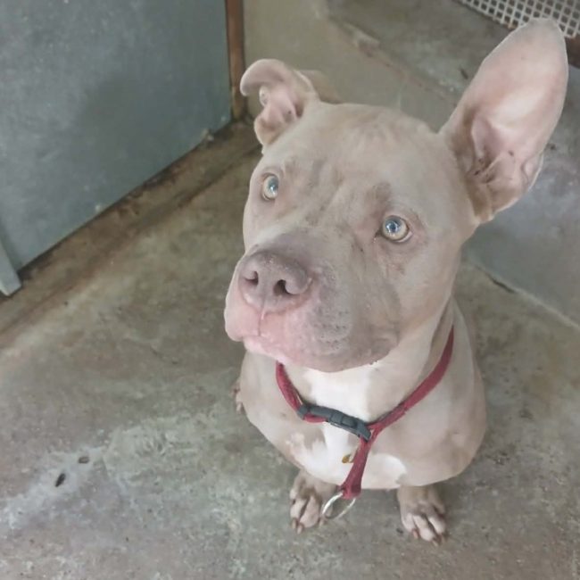Kyra - Chien American Bully à adopter