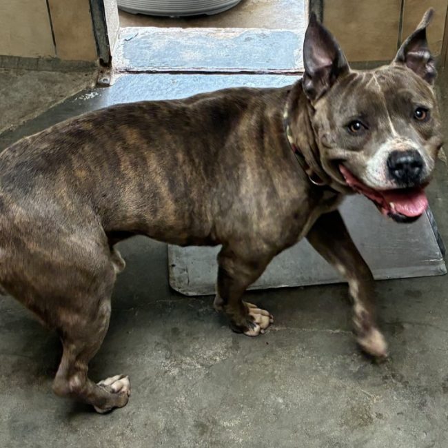 Goku dit oslo - Chien à adopter