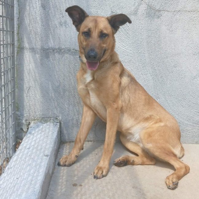 Aura - Chien à adopter