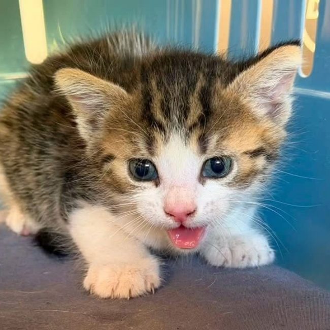 Ti bouchon - Chat Européen à adopter