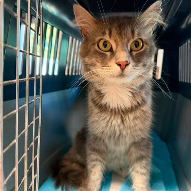 Grinardo - Chat Angora Turc à adopter
