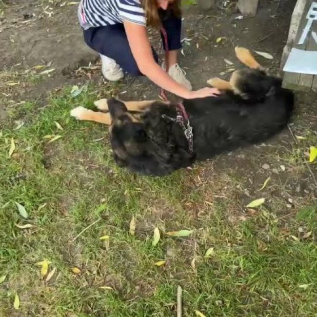 COOPER - Chien à adopter