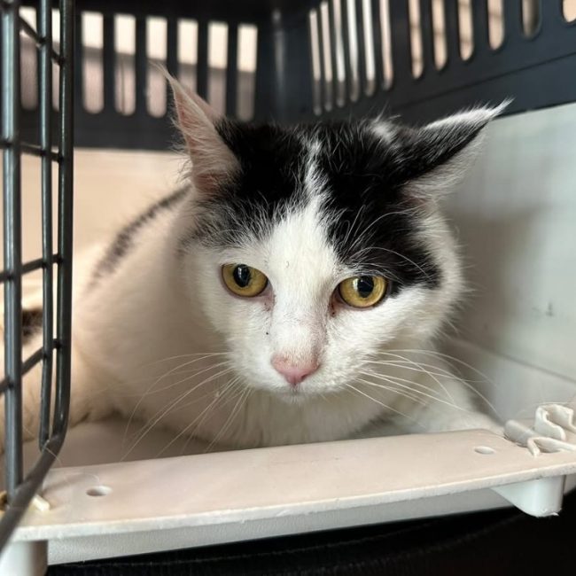 Bella - Chat Européen à adopter