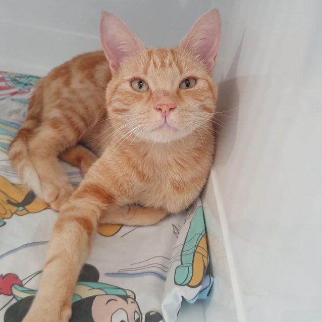 Caramel - Chat Européen à adopter