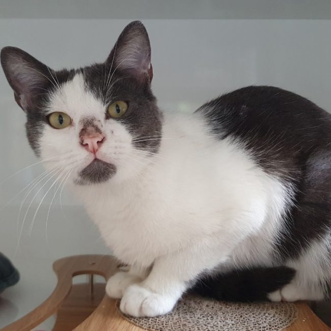 Oreo - Chat Européen à adopter