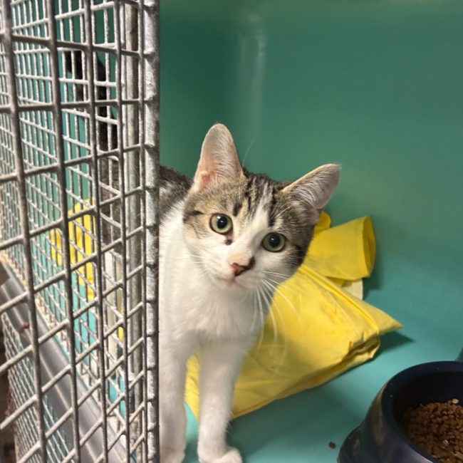 Yoyo - Chat à adopter