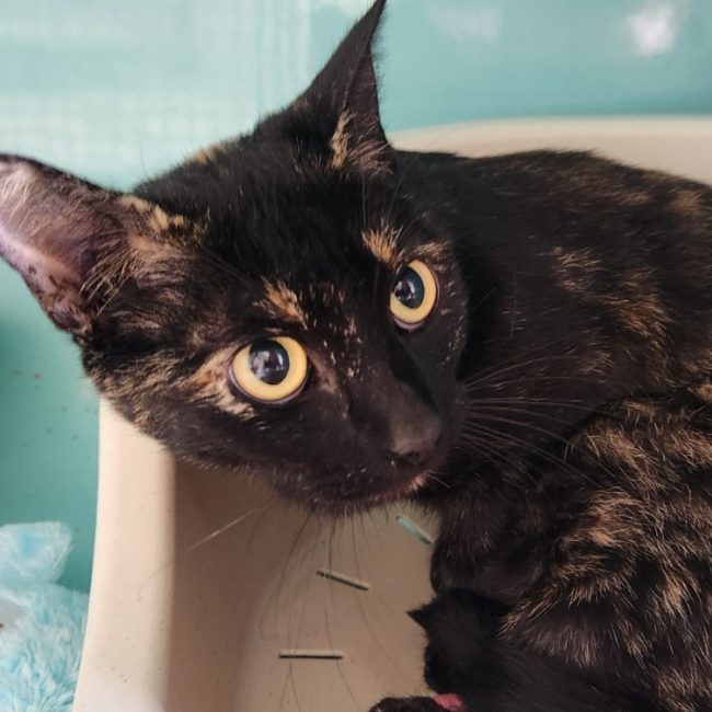 Poulette - Chat Européen à adopter