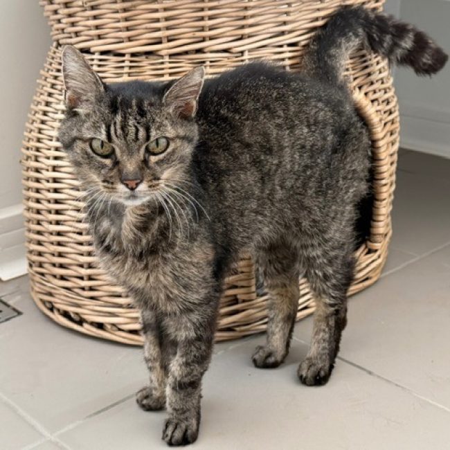 Noisette - Chat Européen à adopter