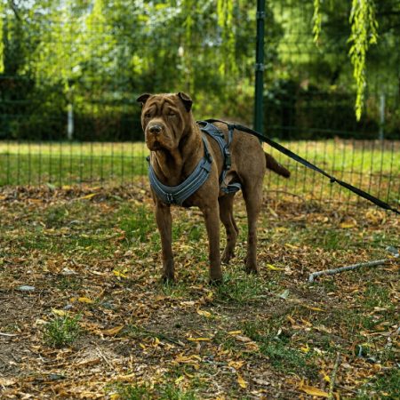 User - Chien à adopter
