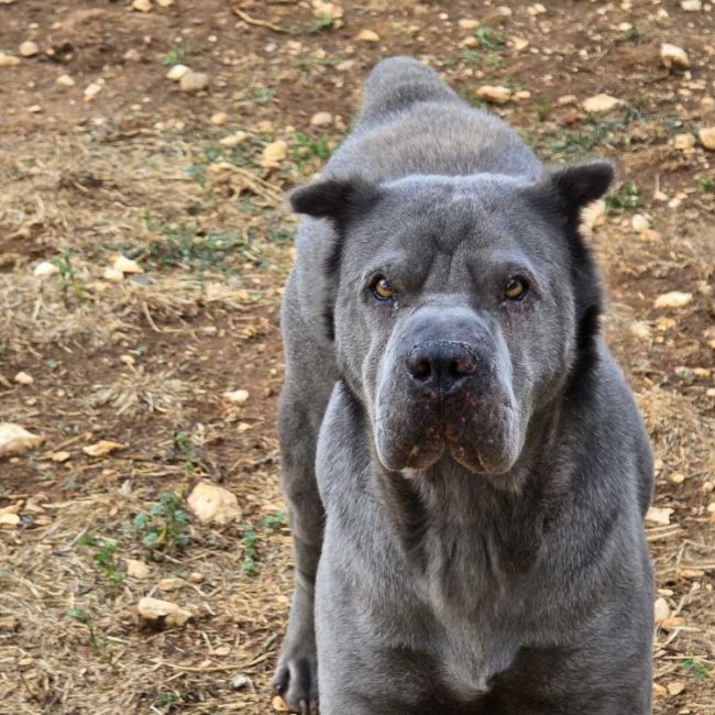 Maë - Chien à adopter