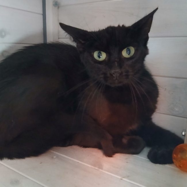 Jakuma - Chat à adopter
