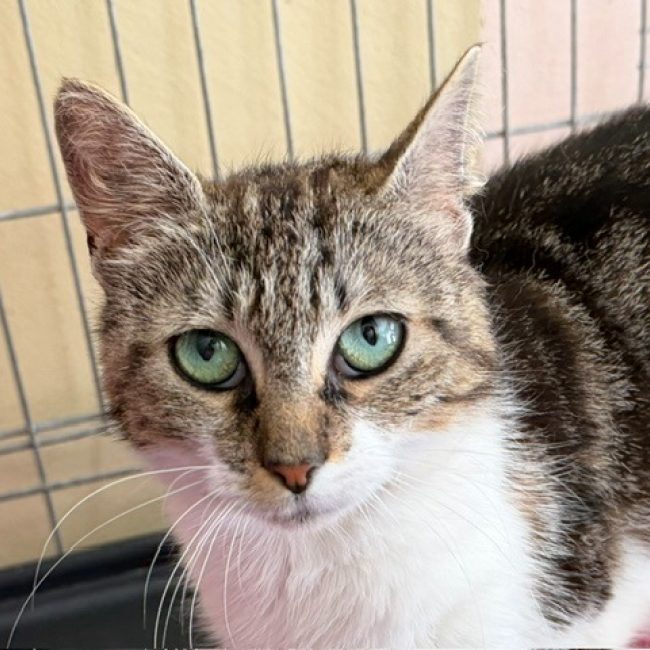 Saliba - Chat Européen à adopter