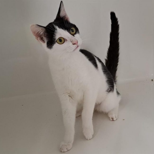 Volta - Chat Européen à adopter