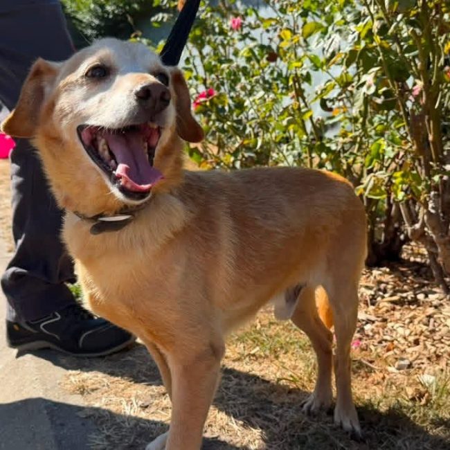 Voyou en sos - Chien à adopter