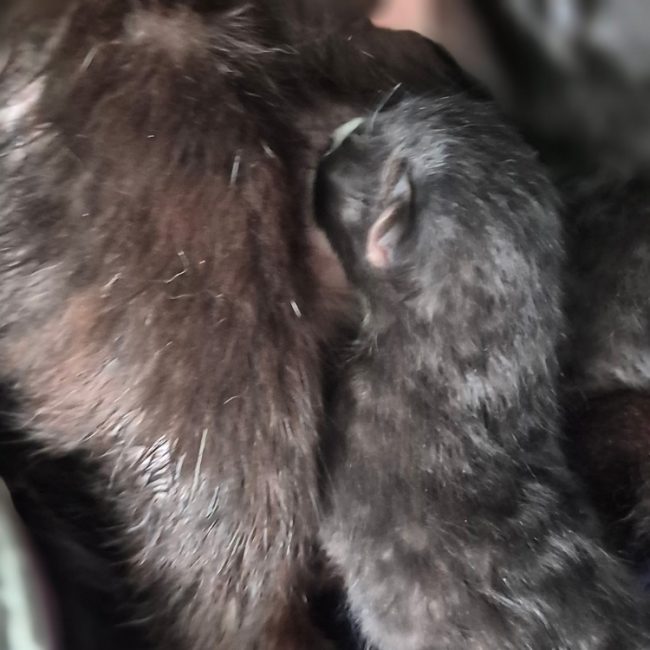 Evoli - Chat Européen à adopter