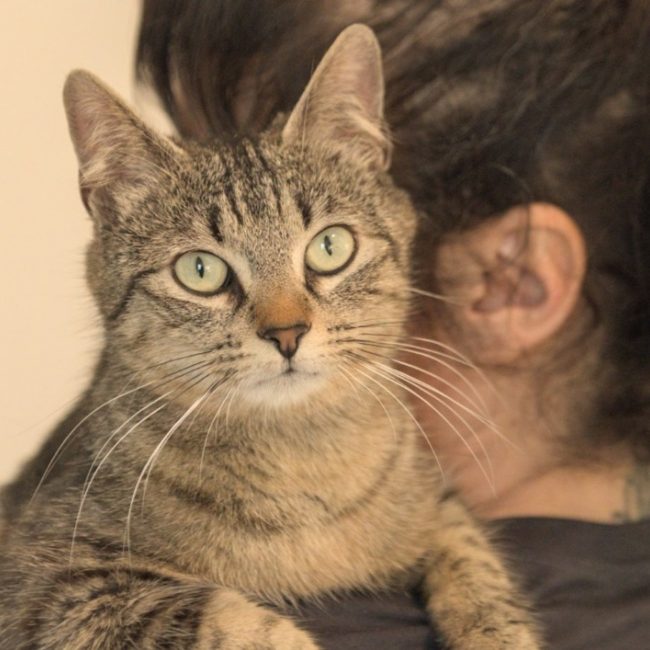 Reine - Chat Européen à adopter